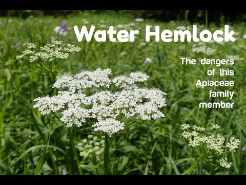 Water Hemlock - Identification and Look-a-Likes