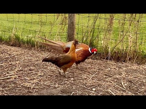 Pheasant breeding Chicken