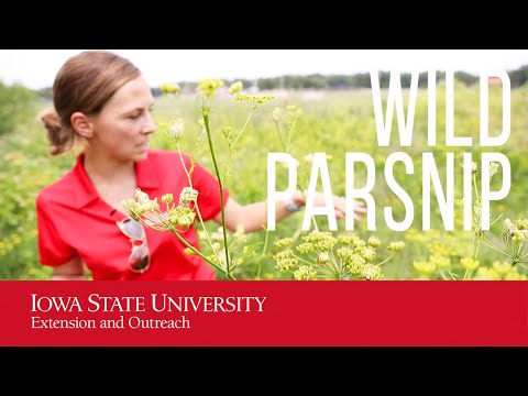 Weed ID: Wild parsnip