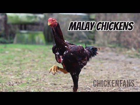 Malay Chickens