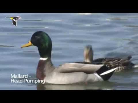 Duck Courtship Behavior
