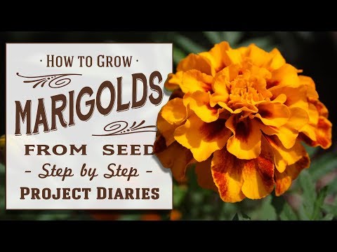 ★ How to Grow Marigolds from Seed (A Complete Step by Step Guide)