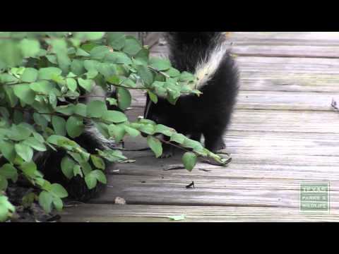 What to do if you encounter young skunks - Tips from a Wildlife Biologist