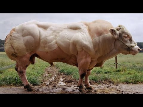 Belgian Blue Beef Cattle | Franken-Beef Or Future Meat Production