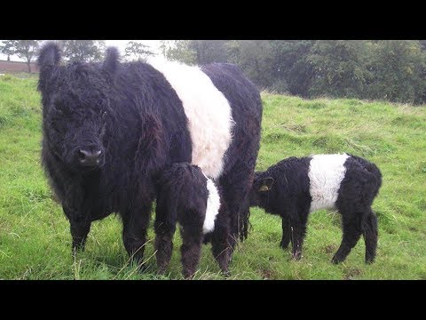 Belted Galloway Beef Cattle | Jewels Of The Pasture