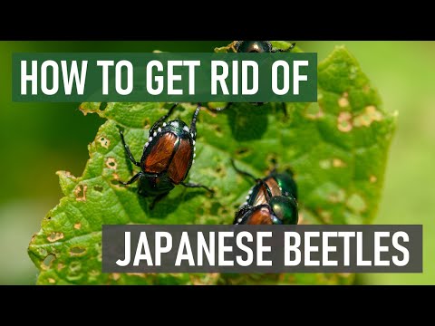 How to Get Rid of Japanese Beetles (4 Easy Steps)