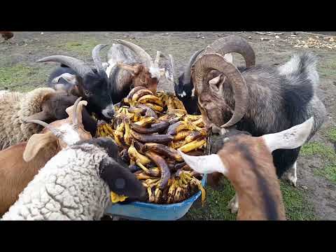 Goats and Sheep Eating Banana