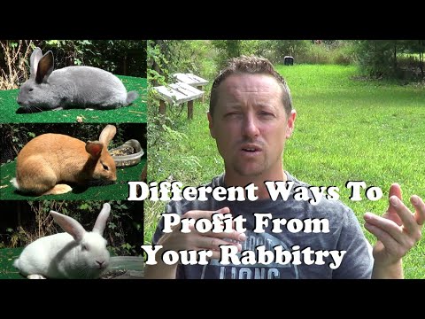 Different Ways To Make Money With Your Rabbitry