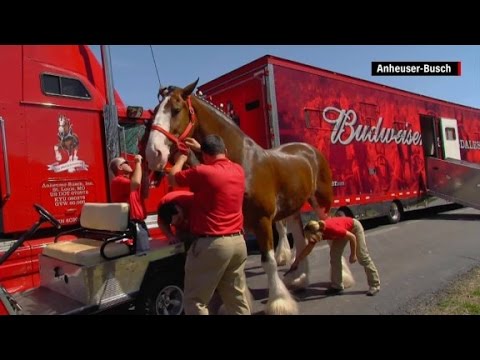 Becoming a Budweiser Clydesdale