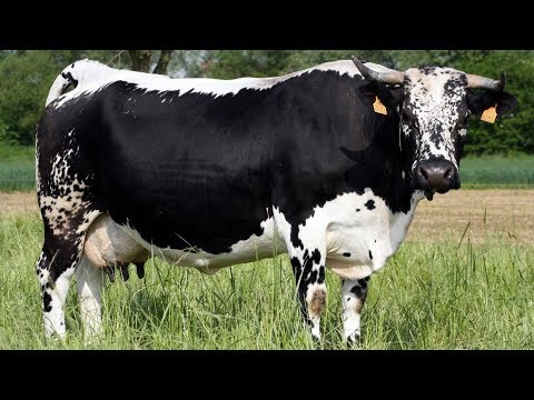 Randall Lineback Cattle | Critically Endangered