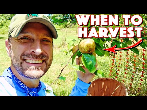 How To Harvest And Ripen Pears | 4 Signs Your Fruit Is Ready! DON&#039;T Pick Early!