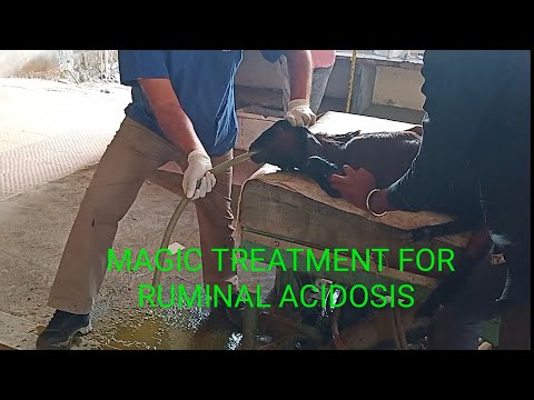Magic treatment of goat acidosis, Ruminal Acidosis, Goat Acidity