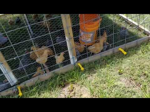 Chicken tractor and predators