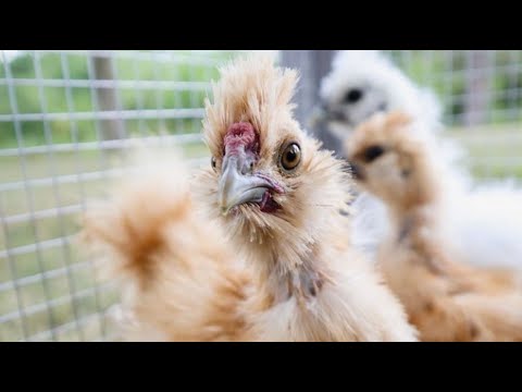SILKIE CHICKENS 101 | What I Wish I&#039;d Known About Silkies | Backyard Poultry Breeds For Beginners