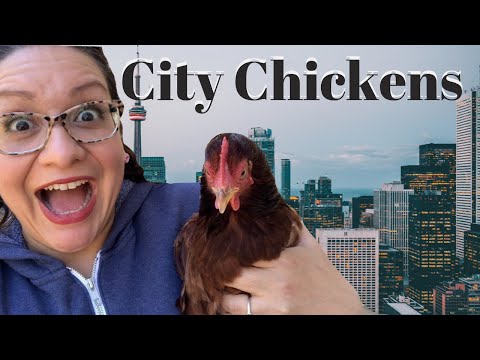 Urban Chicken Keeping | Keeping Backyard Chickens in the City