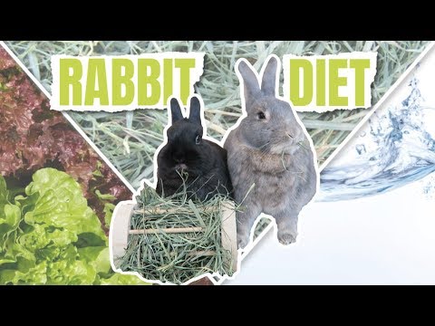 WHAT TO FEED A RABBIT - Rabbit Diet