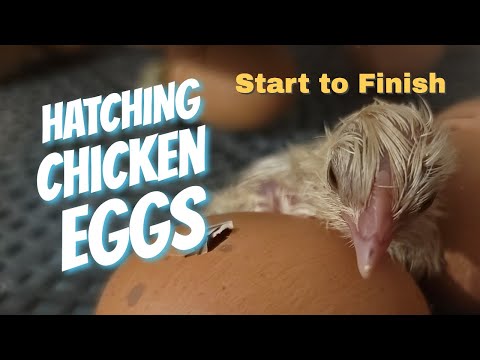 Hatching Chicken Eggs Start to Finish - For Beginners - 2023