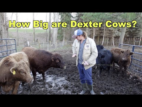 How Big are Dexter Cattle?