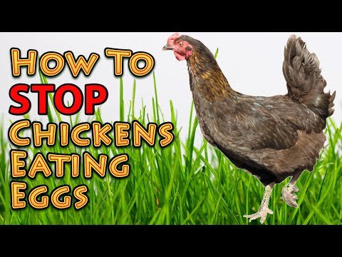 How To Stop Chickens Eating Eggs