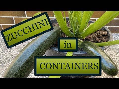 Zucchini in container? Let&#039;s grow! [Seed to Harvest]