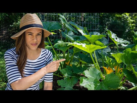 Zucchini Growing Tips I Wish I’d Known | Home Gardening: Ep. 5