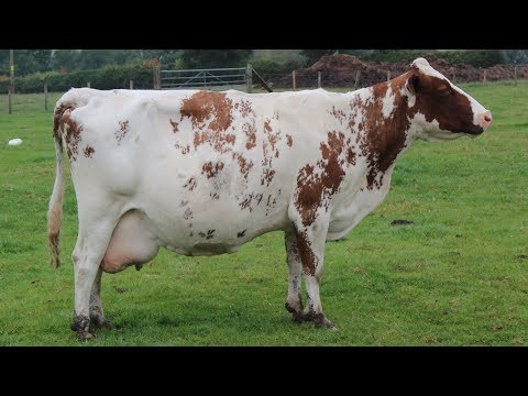 Ayrshire Dairy Cattle | Scottish Durability
