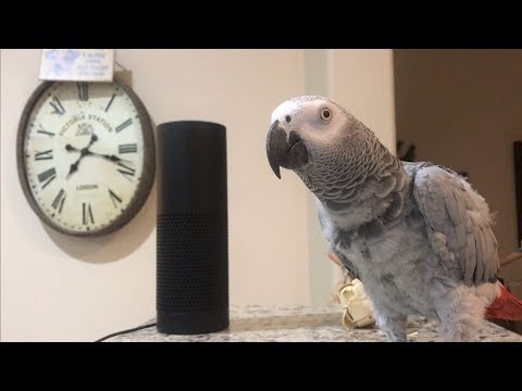 Smartest most conversational parrot ever. Petra the home automation expert, african grey