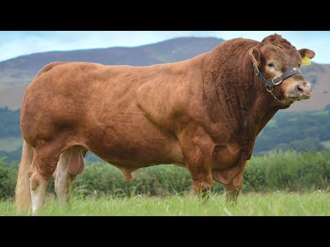 Limousin Beef Cattle | Well-muscled And Lean