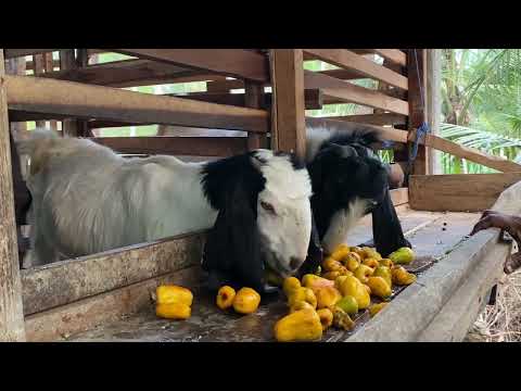 Goats eating cashew fruits