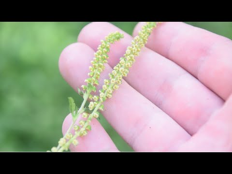 How To Identify Common Ragweed - Ambrosia artemisiifolia - Allergenic Plant