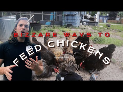Feeding My Chickens CAT FOOD?!? (high protein!)