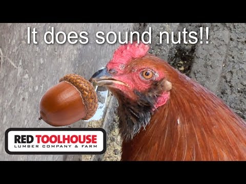 EP48: How to feed acorns to chickens