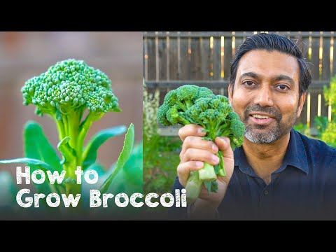 How to Grow Broccoli | Complete Guide from Seed to Harvest
