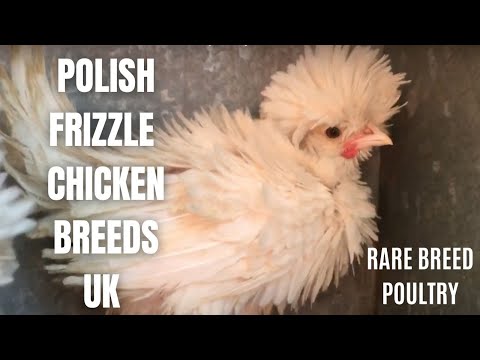 White Polish frizzle Chickens Uk - rare breed poultry