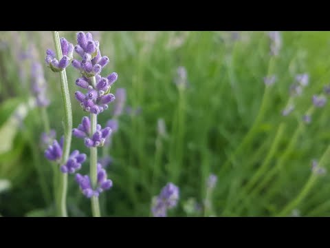 Herbs for Hens™: Lavender