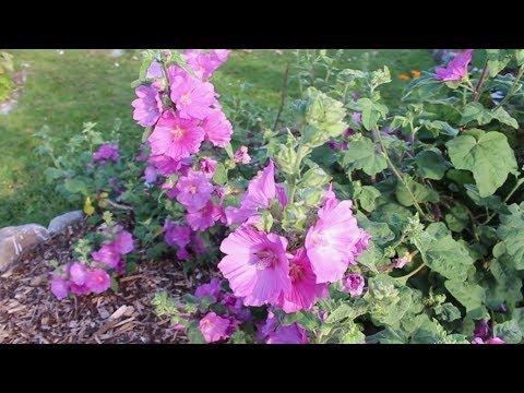 Mallow Flowers 4 Different Kinds - Useful Plants Series