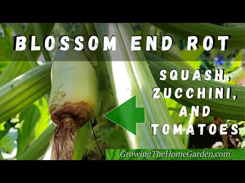 Blossom End Rot on Squash, Zucchini and Tomatoes in the Home Garden