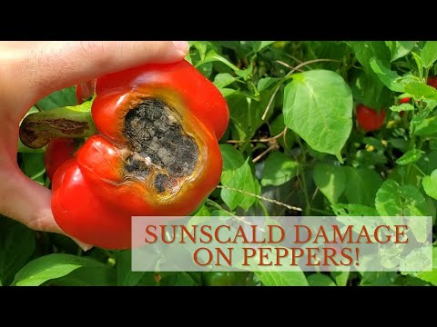 Peppers and Sunscald Damage