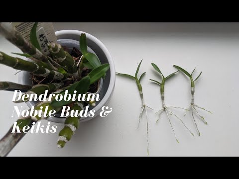 Dendrobium Nobile Care &amp; Culture | Removing Keiki’s and Getting these Orchids to Bloom!