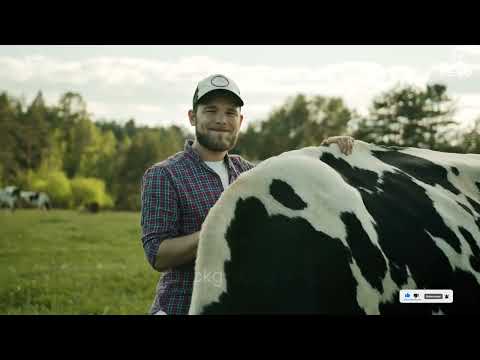 Information about Holstein Friesian Cow | Documentary
