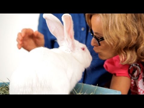 Are Rabbits Nocturnal? | Pet Rabbits