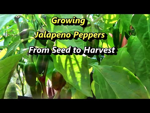 Growing Jalapeno Hot Peppers from seed to harvest