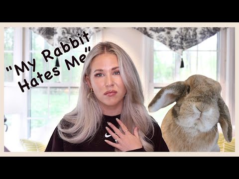 What to Do If Your Rabbit is Scared of You