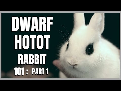Dwarf Hotot Rabbit 101: Part 1