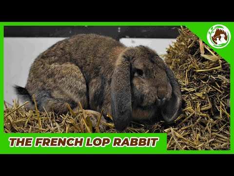 Meet the French Lop, the most beautiful rabbit in the world