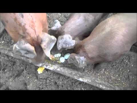 THE HOBBY FARM. Pigs Eating Eggs. Crazy!