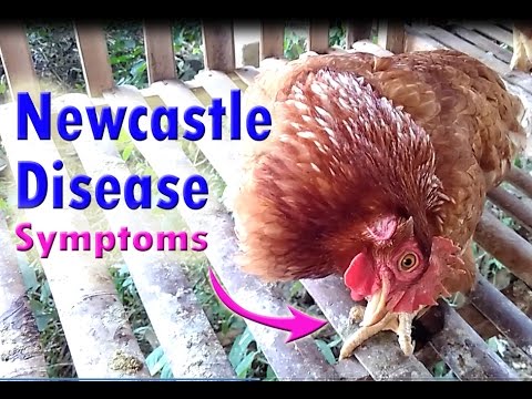 NEWCASTLE DISEASE in Chickens (laying Hens), poultry diseases symptoms &amp; Poultry farming