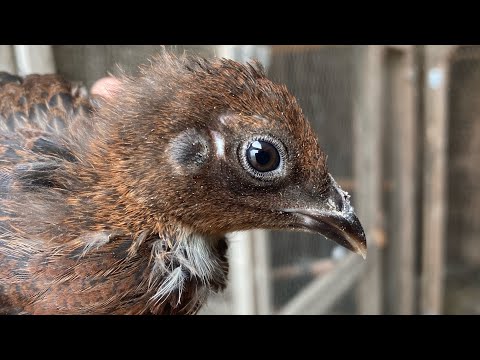 3 week old Pheasant x Chicken hybrid