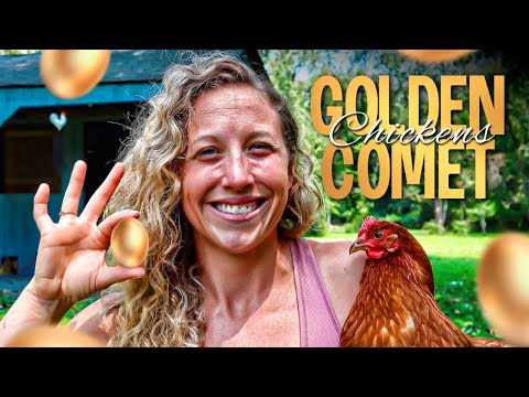 The BEST Egg Laying Chickens for Homesteading | Golden Comet Chickens
