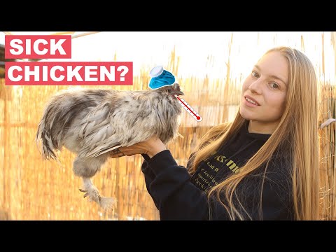 Do THIS If Your Chicken Is Sick - 4 Steps to Save Your Chicken’s Life